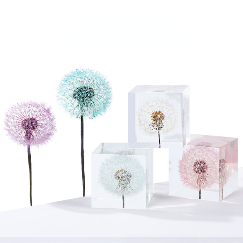 Dandelion preservado flores fr - Flower Preservation Resin avaliação e preço